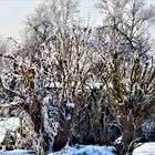 Winter Schönheiten