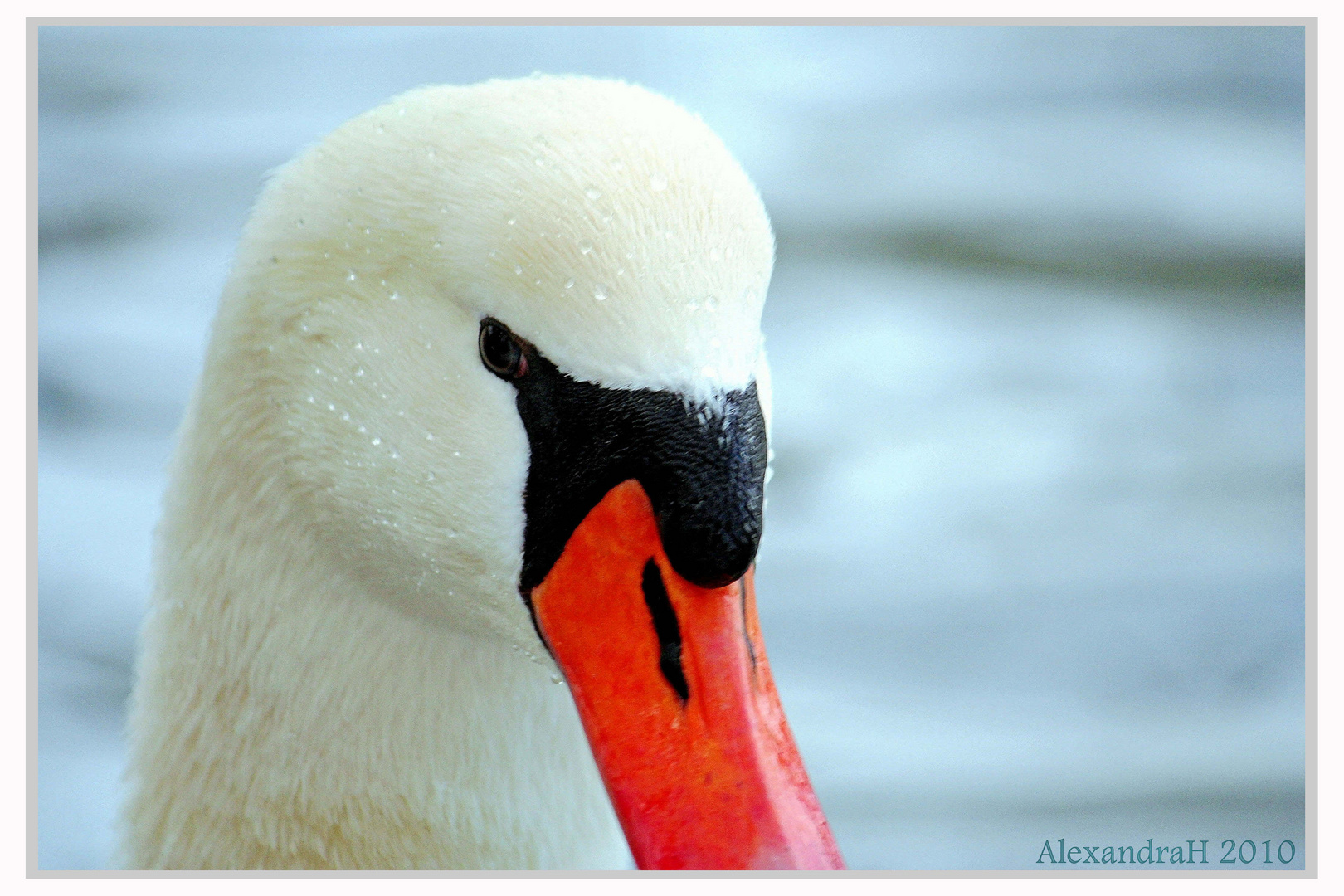 Winter-Schwan