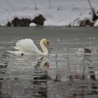 Winter-Schwan