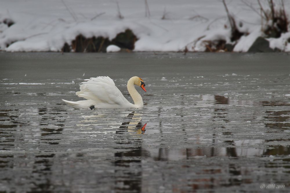 Winter-Schwan