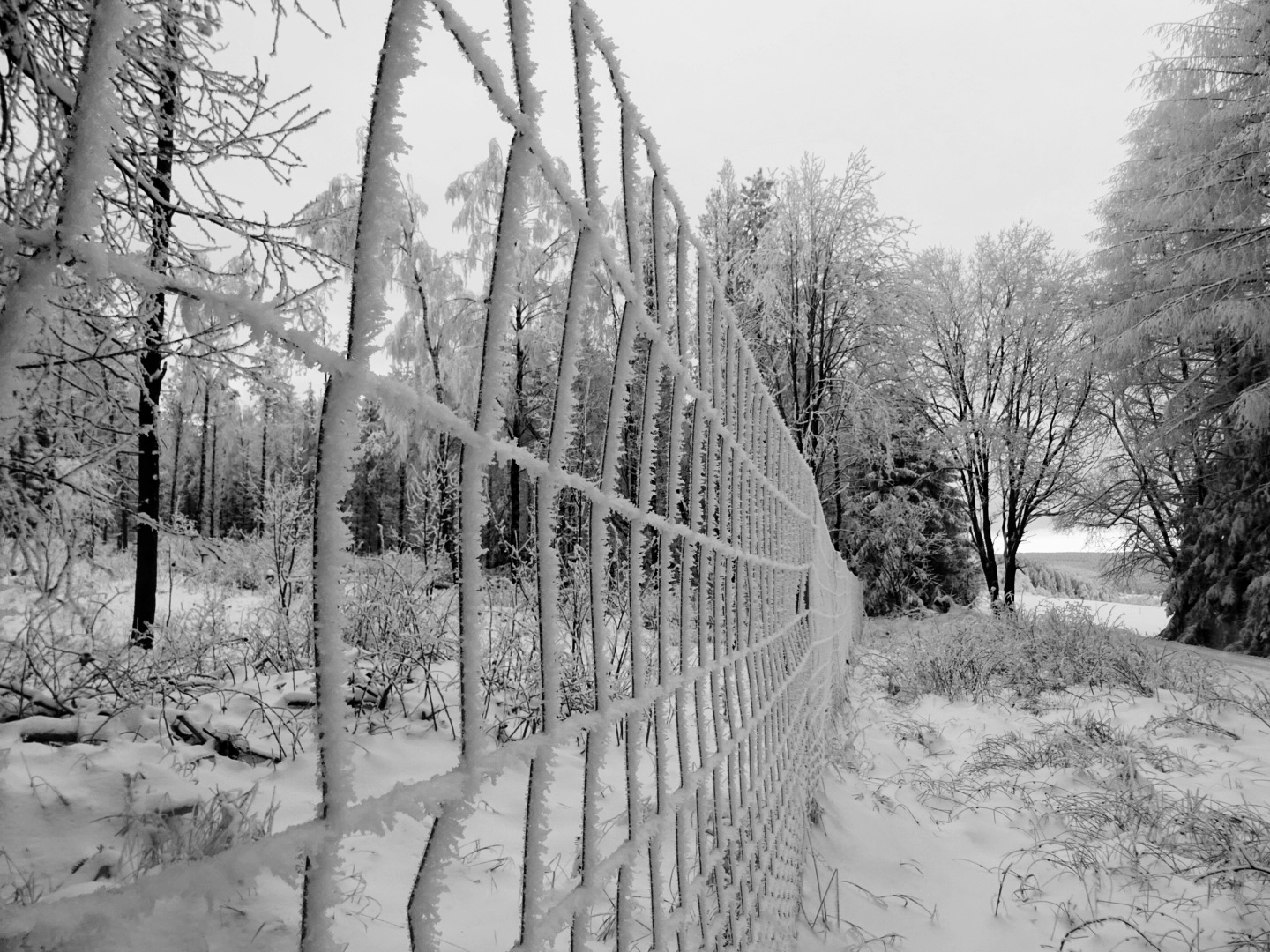 Winter schwarz-weiß 