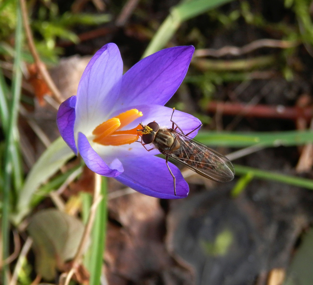 Winter-Schwebfliege - Frühjahrsblüher im Januar