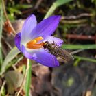 Winter-Schwebfliege - Frühjahrsblüher im Januar