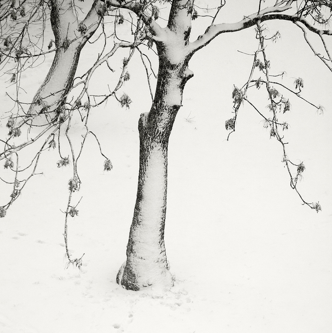 Winter-Sehnsucht