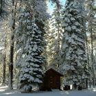 Winter Sentinels