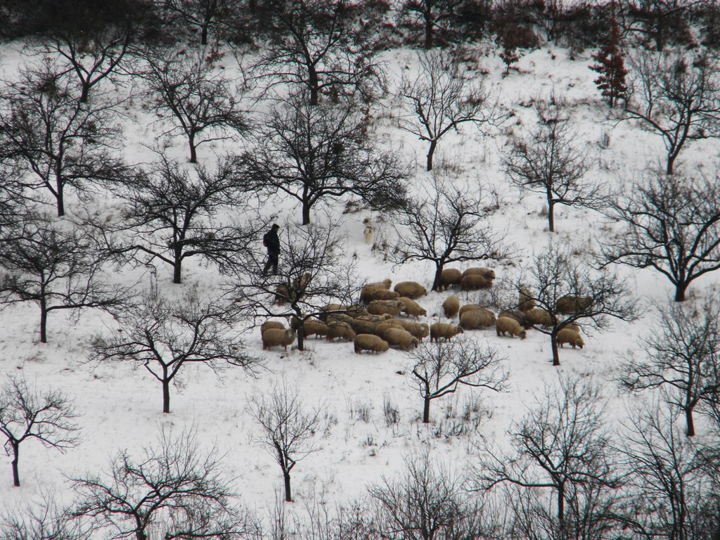 winter sheeps