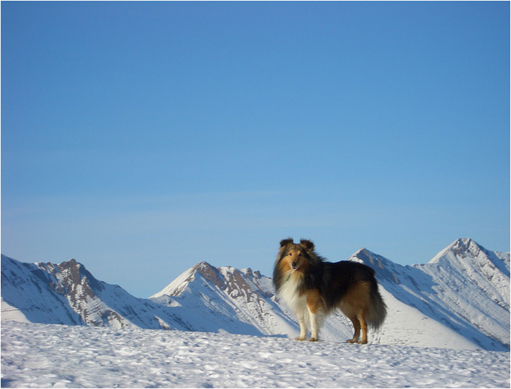 Winter-Sheltie