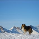 Winter-Sheltie