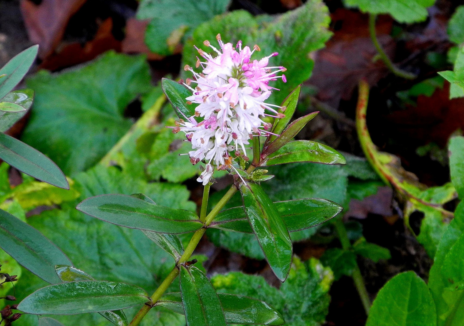 Winter Shrubs