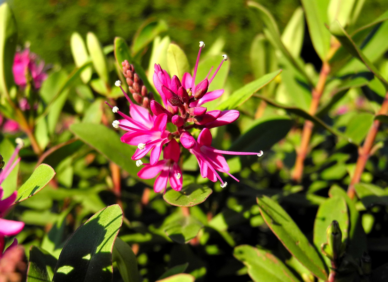 Winter Shrubs