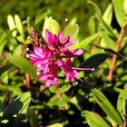 Winter Shrubs