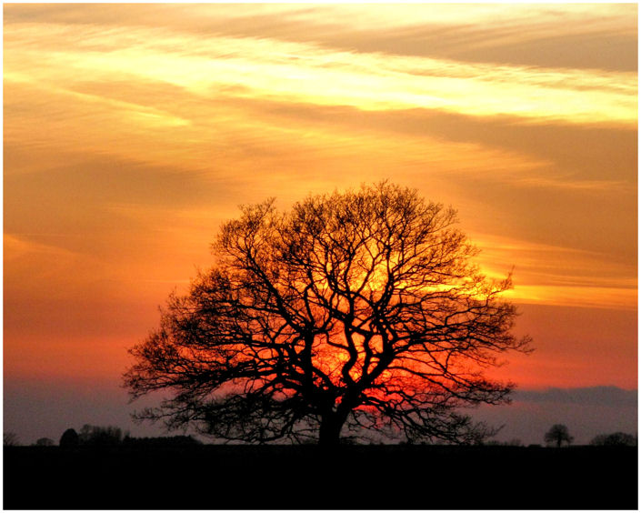 Winter Silhouette