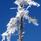 Winter Skulptur im Bayerischen Wald