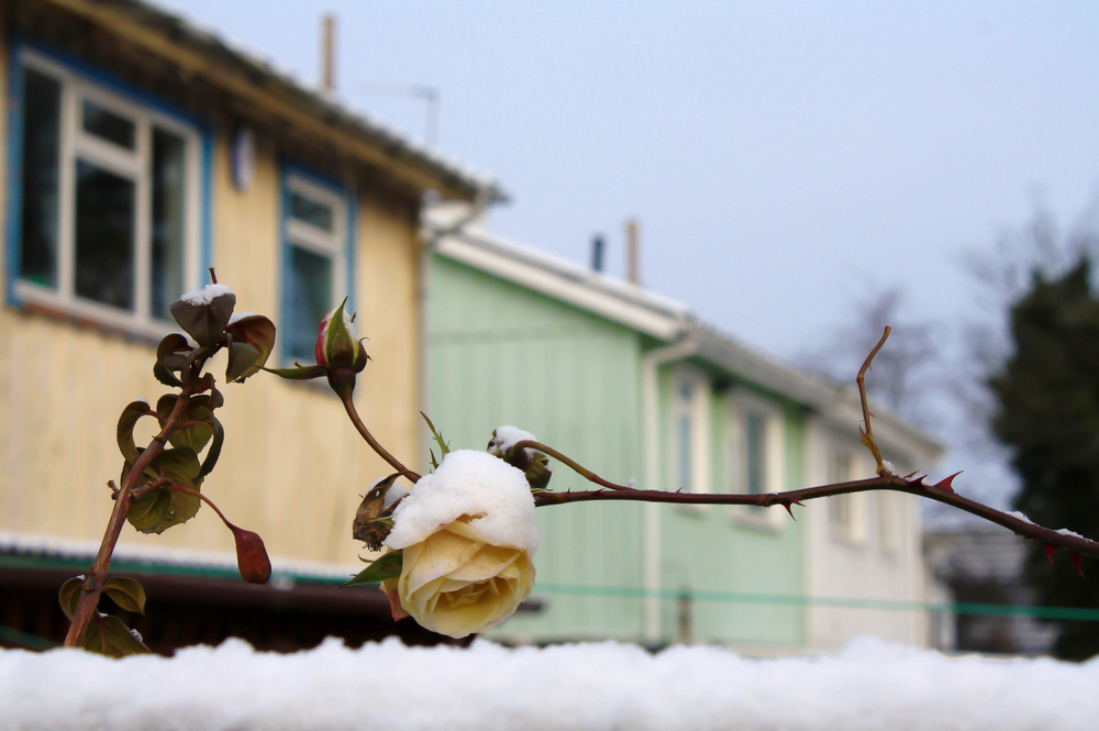 ~Winter Snow Rose~