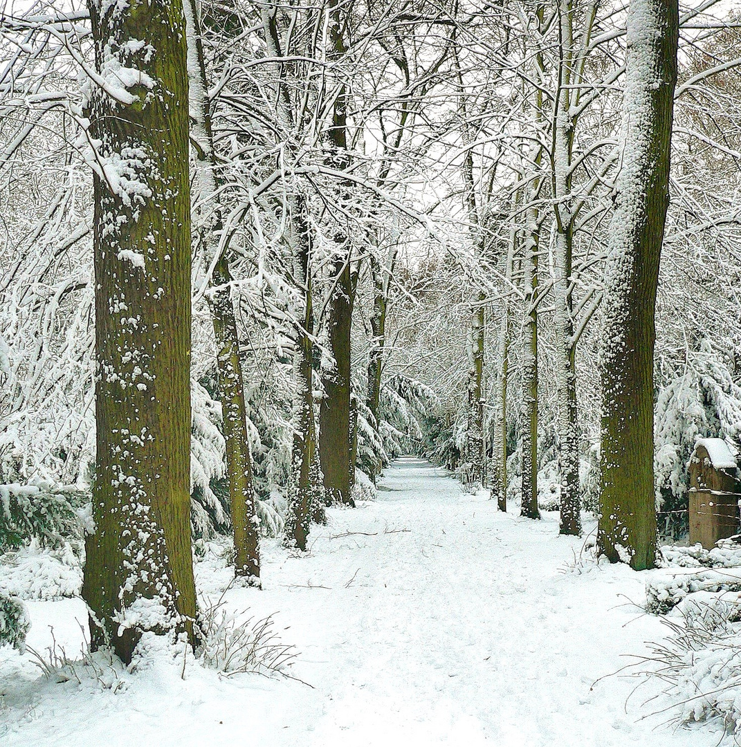 Winter-Snow-Walk / Long Way / Der Lange Weg durch eine winterliche Allee 