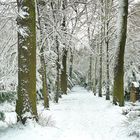 Winter-Snow-Walk / Long Way / Der Lange Weg durch eine winterliche Allee 
