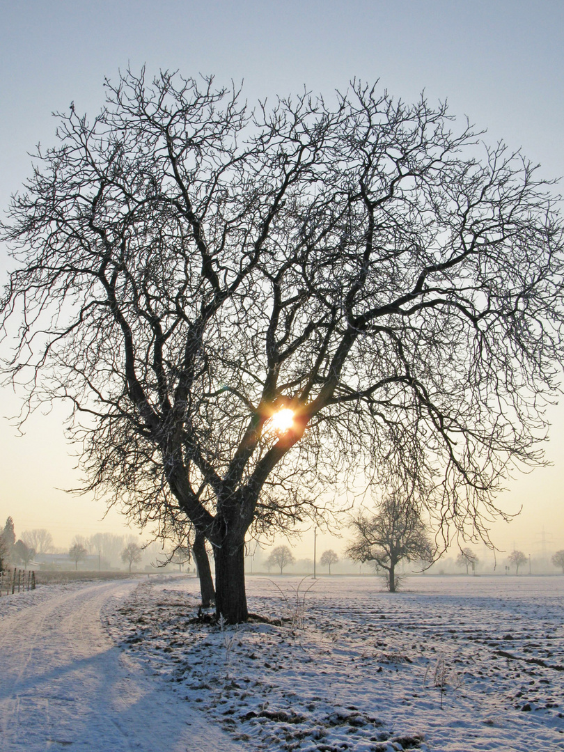 Winter Sonne