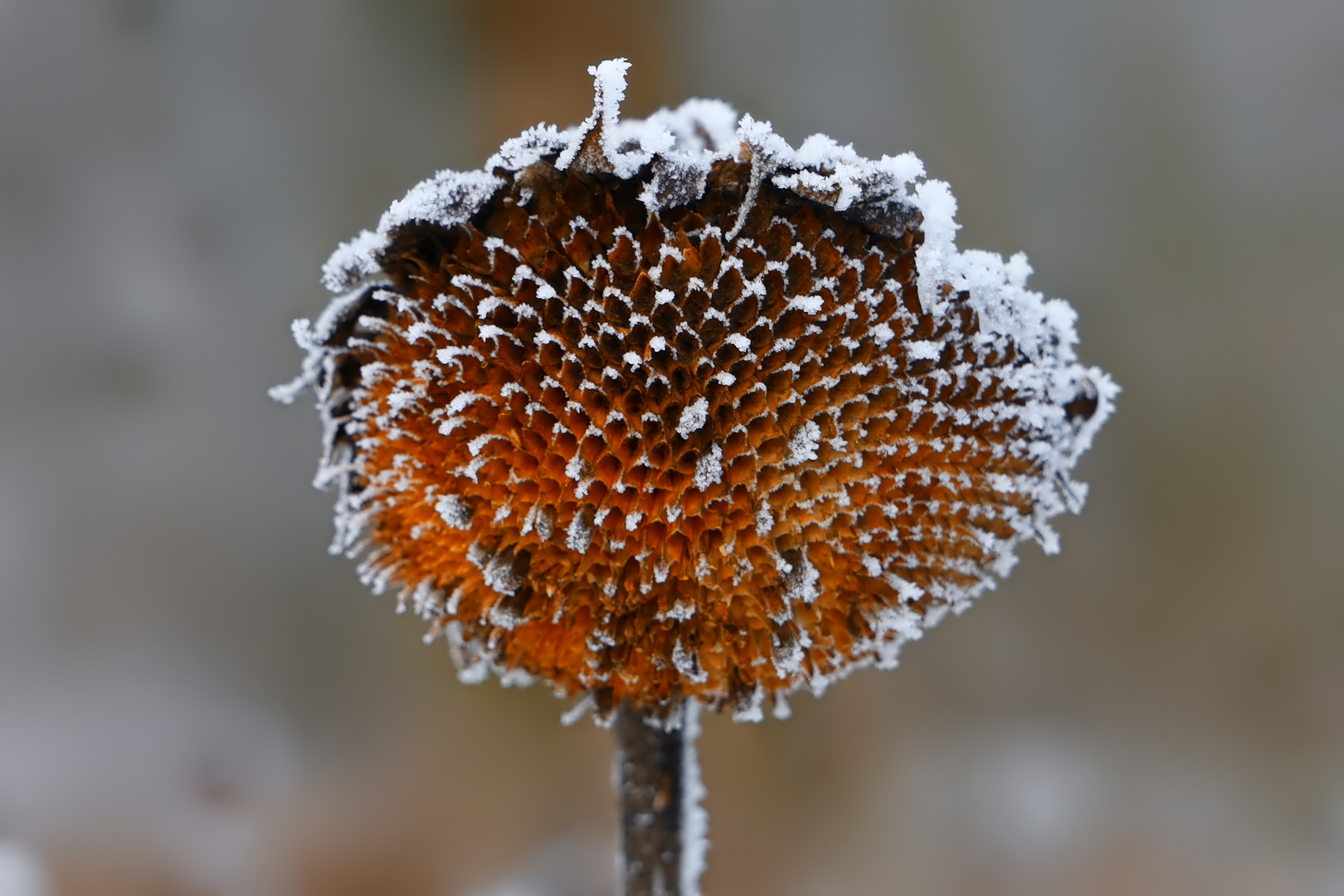 Winter-Sonnenblume