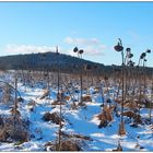 Winter-Sonnenblumen