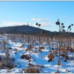 Winter-Sonnenblumen