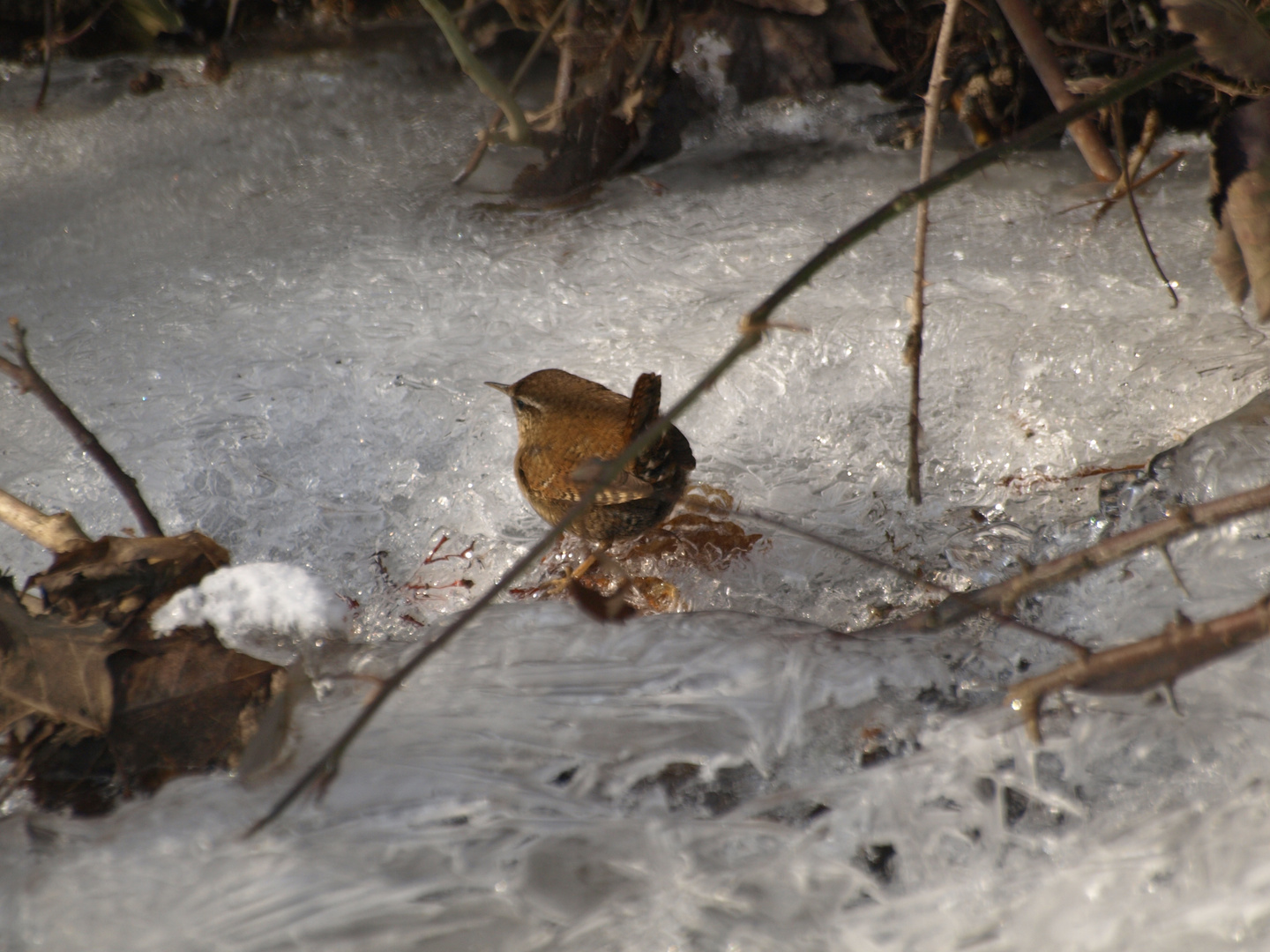 winter-spaziergang 4