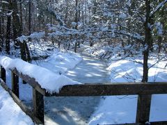 Winter, Spaziergang im Wald bei Sonnenschein und Schneetreiben