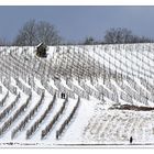 Winter- spaziergang im Weinberg ...