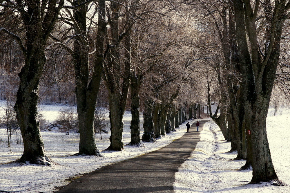 Winter-Spaziergang in der Schafstall-Allee