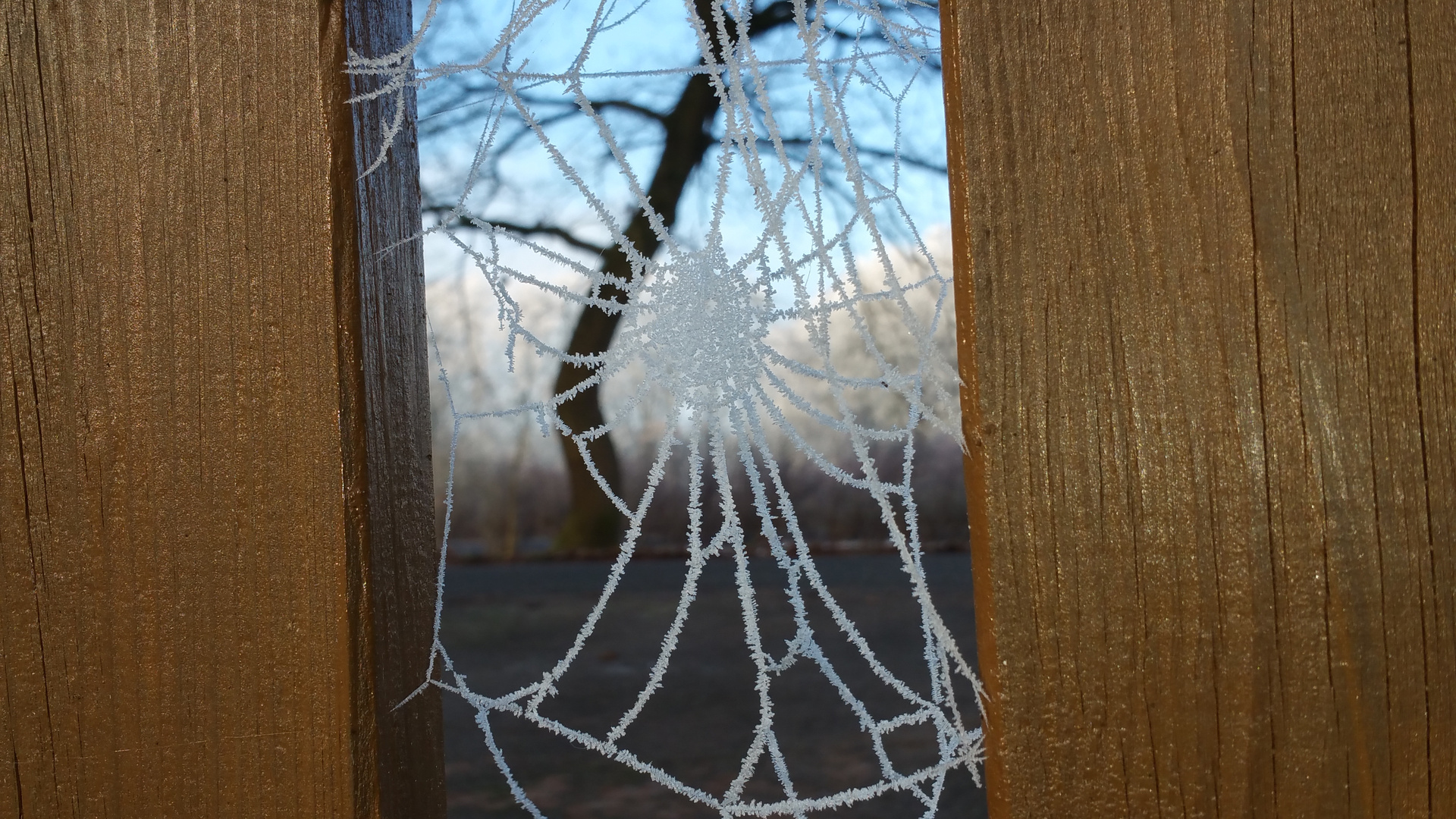 Winter Spinnennetz 