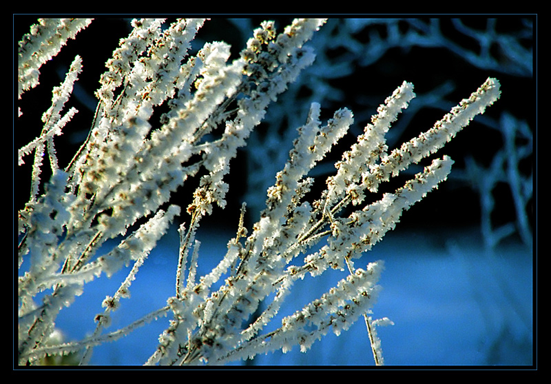 Winter Sprigs in the Morning Ligth