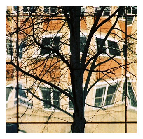Winter-Stadtbaum