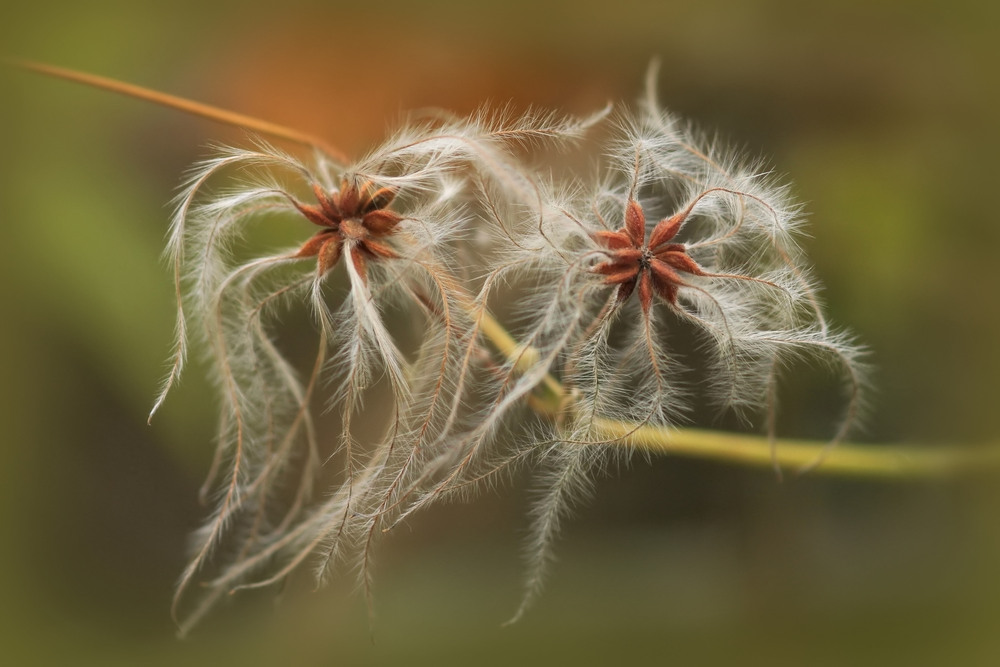 "Winter-Sterne"...