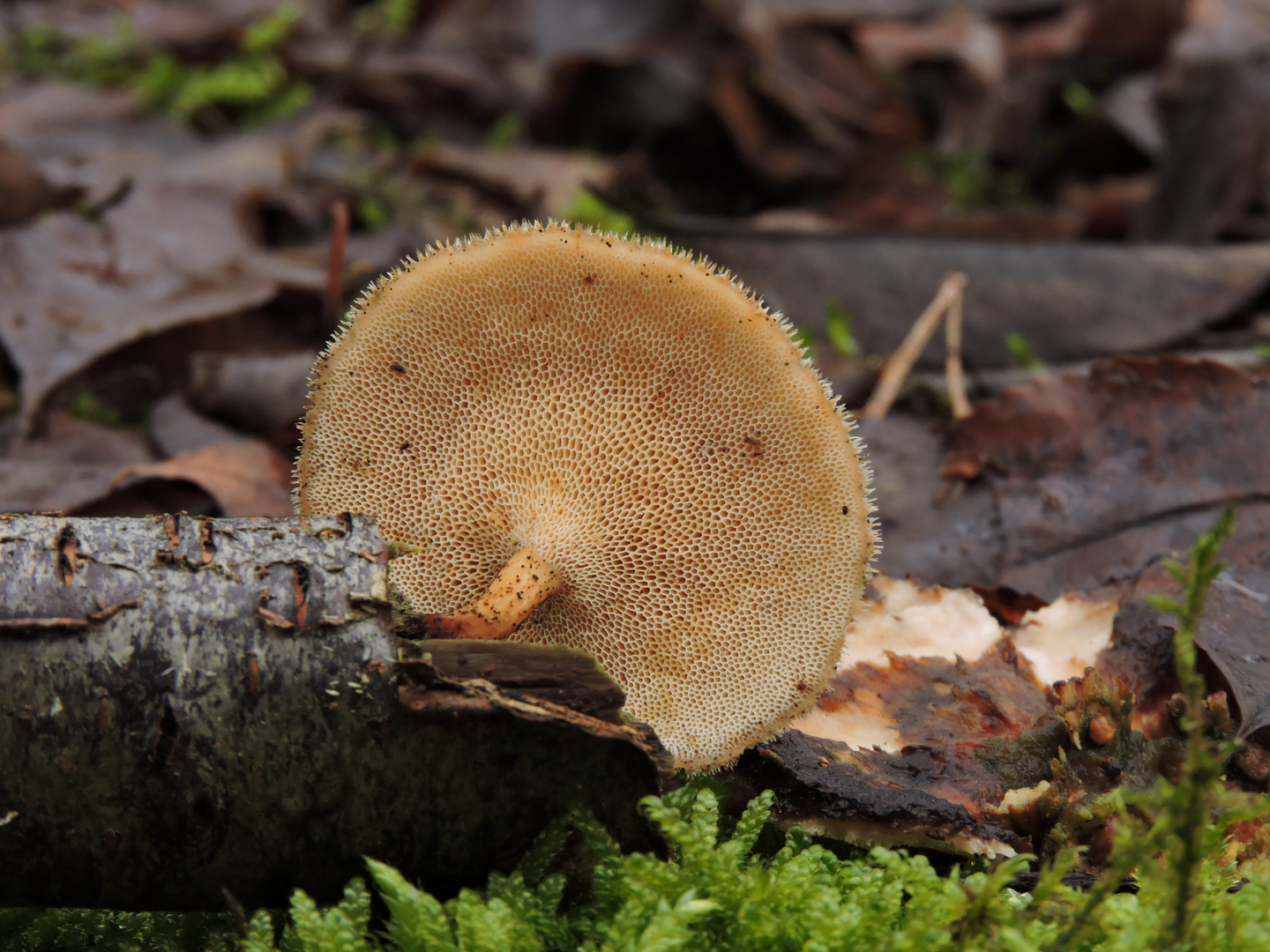 Winter-Stielporling (Lentinus brumalis, syn. Polyporus brumalis) 3