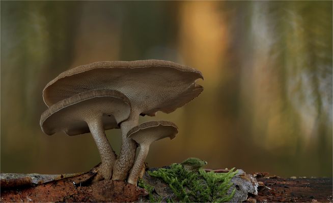 Winter-Stielporlinge