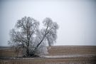 winter still life by Ralph Bache