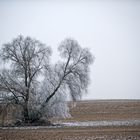 winter still life