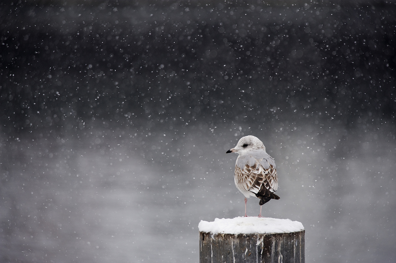 Winter Stille