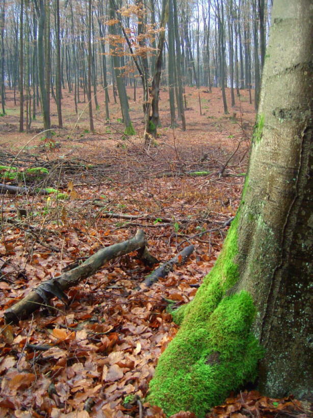 Winter Stimmung im Westerwald