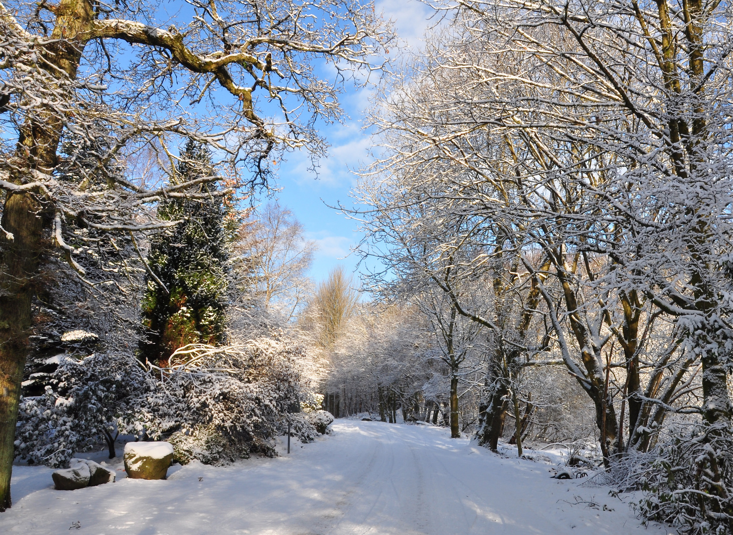 Winter Stroll