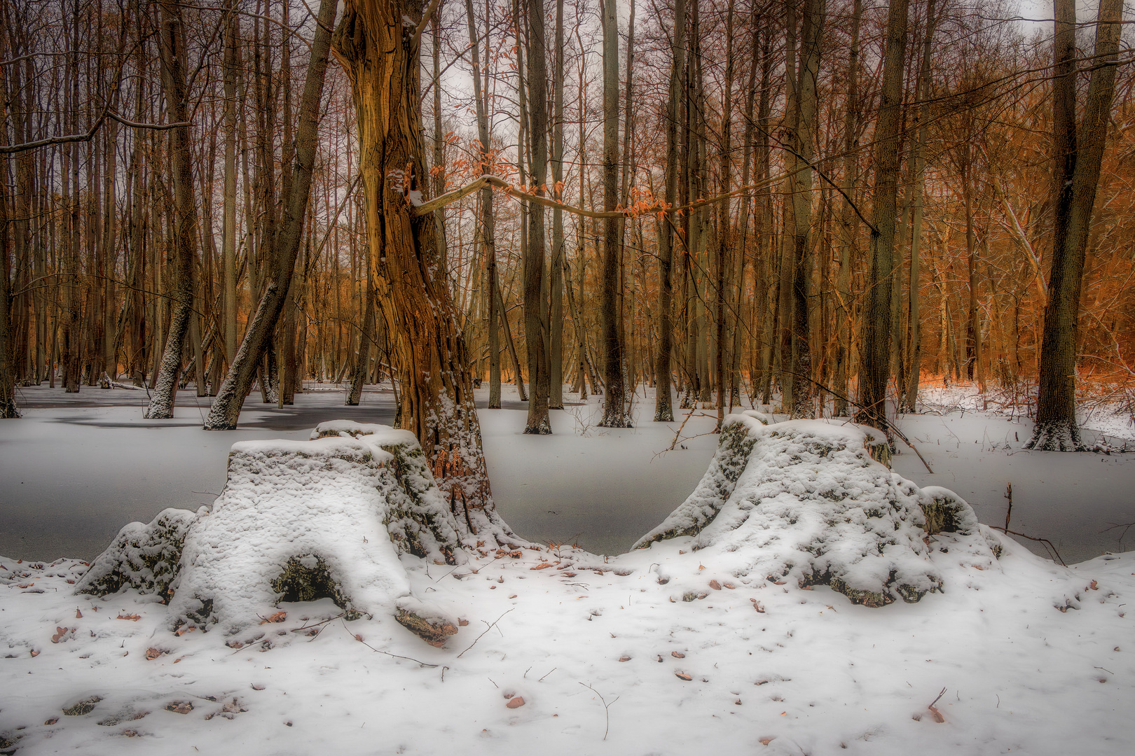 Winter-Sumpf-Leuchten