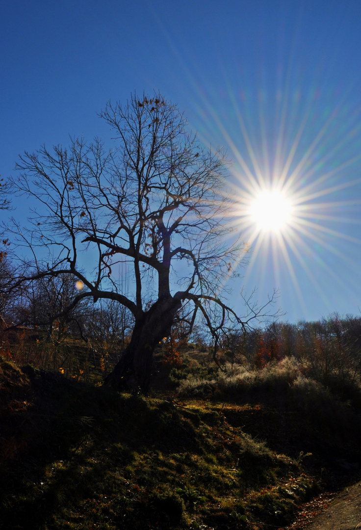 Winter sun