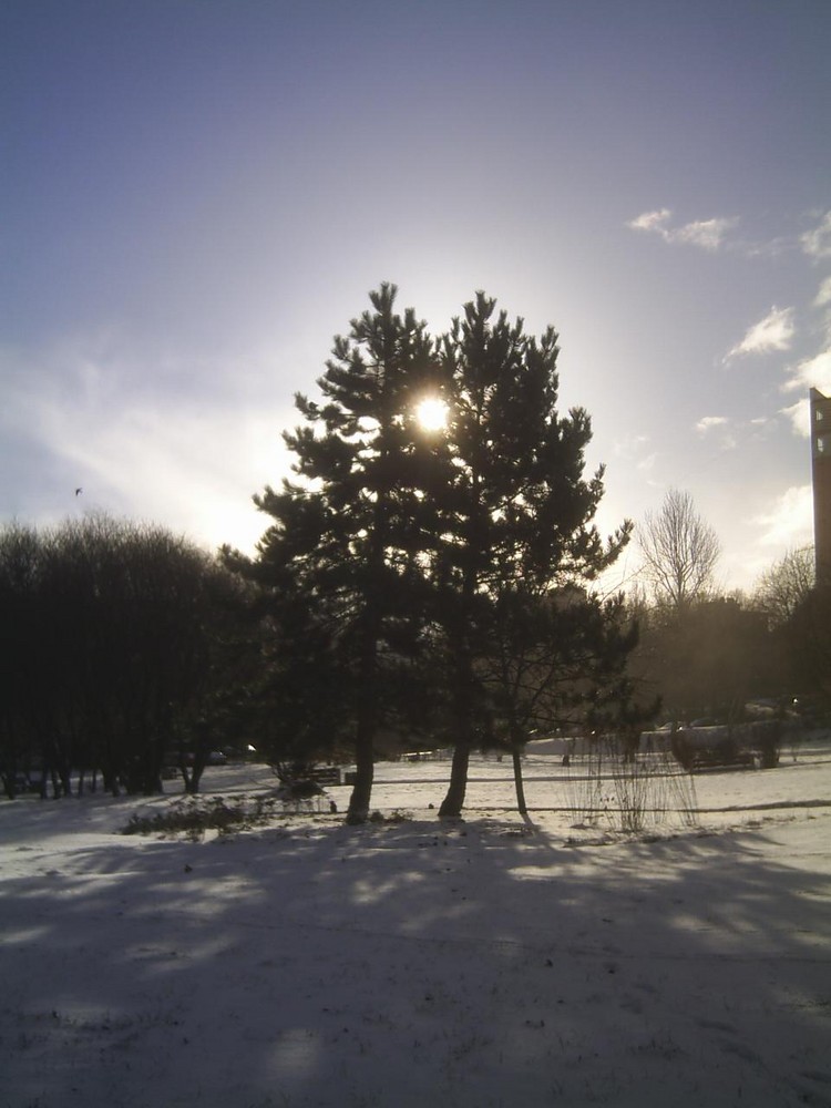 Winter sun