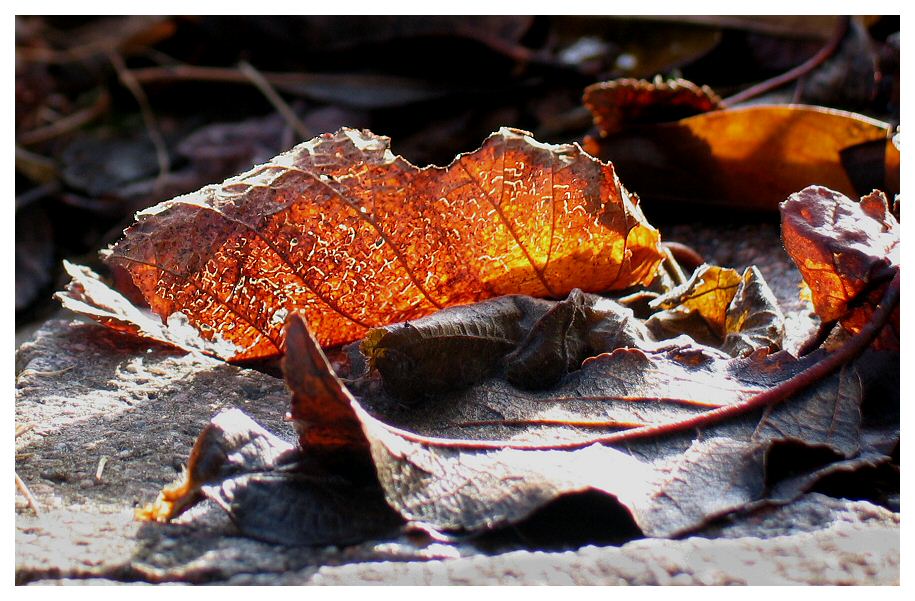 Winter Sun Warming Autumn Leaves