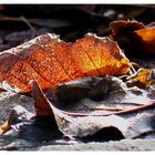 Winter Sun Warming Autumn Leaves