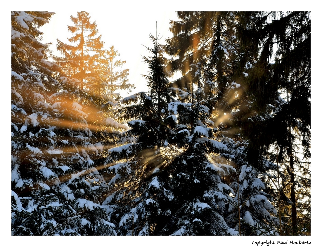 Winter sunrays