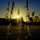 Winter Sunrise