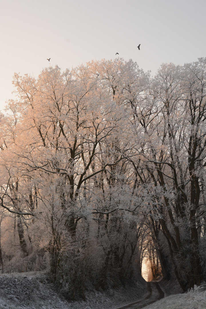 Winter Sunrise