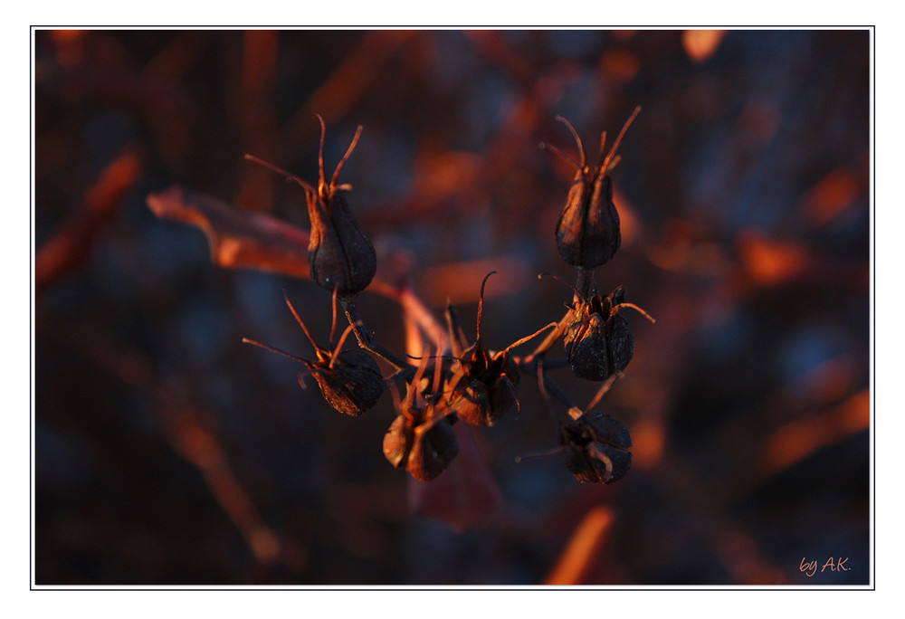 winter sunset light