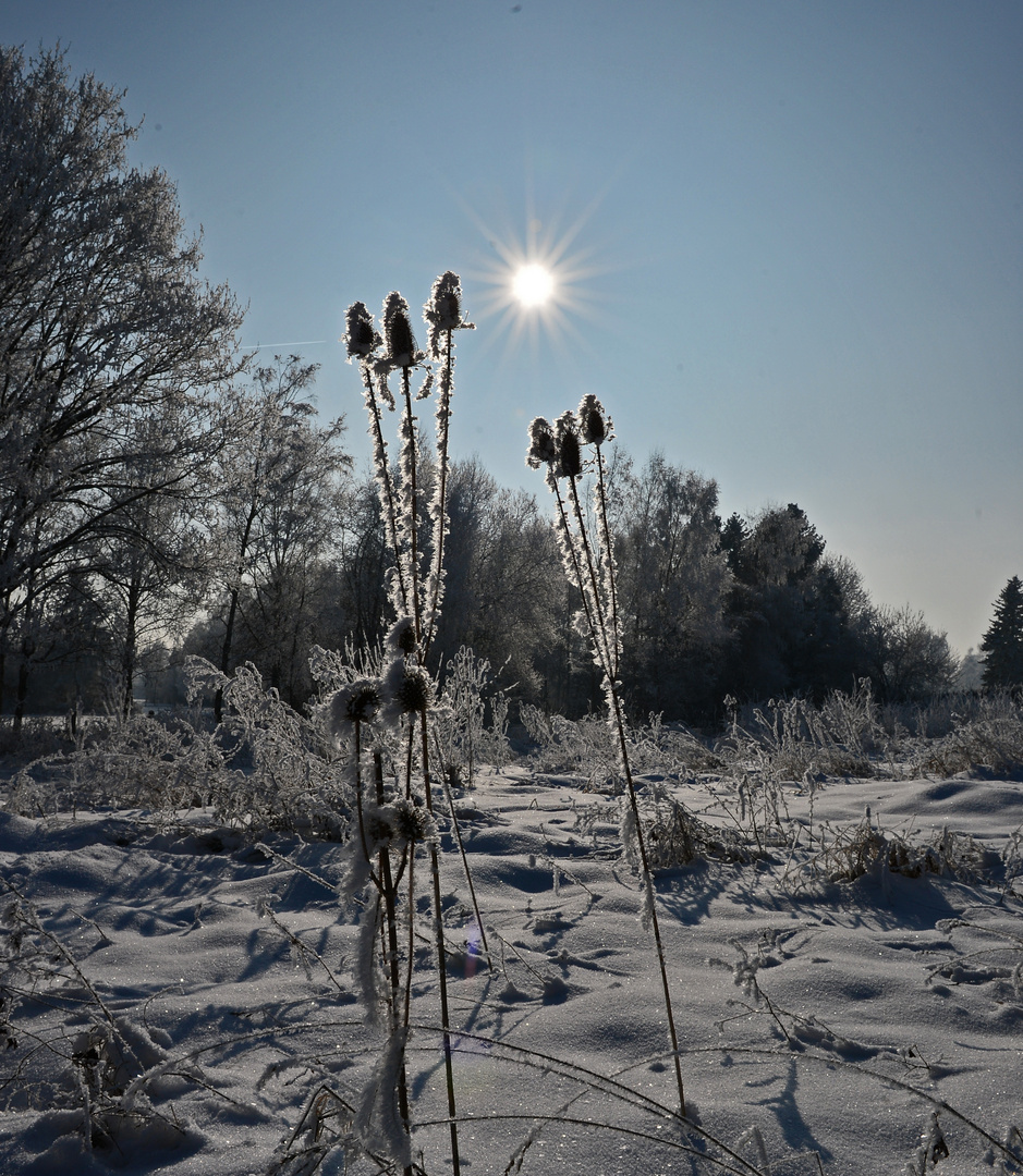 Winter sunshine