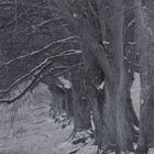 Winter Tage bei  den Bäumen 